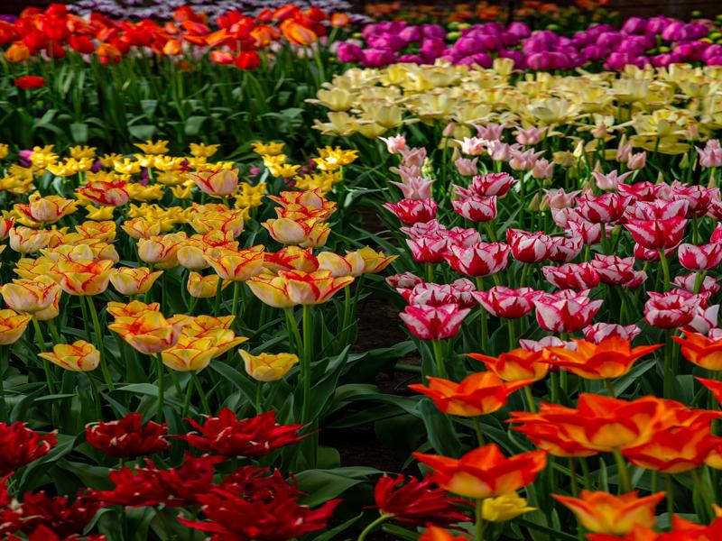 Keukenhof Gardens